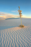 Drift - White Sands by Gary Regner