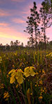 Bog Spring - Texas Wildflowers by Gary Regner