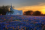 Wildflower Sunset - Texas Wildflowers by Gary Regner