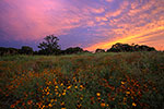 Summer Wildflowers - Texas Wildflowers by Gary Regner