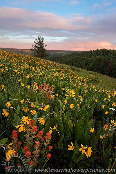 Paintbrush & Balsamroot