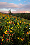 Paintbrush & Balsamroot - Oregon Wildflowers by Gary Regner