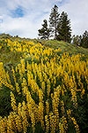 Longspur Lupine - Oregon Wildflowers by Gary Regner