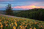 Distant Storm - Oregon Wildflowers by Gary Regner