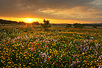 Here Comes the Sun - Texas Wildflowers by Gary Regner