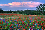 Pink Clouds - Texas Wildflowers by Gary Regner