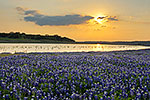 Evening Sun - Texas Wildflowers by Gary Regner