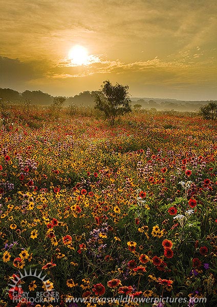 Spring Morning