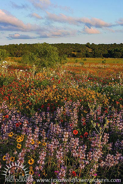 Summer Wildflowers