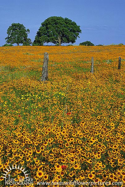 Coreopsis