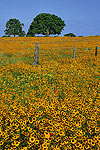 Coreopsis - Texas Wildflowers by Gary Regner