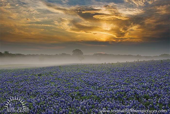Misty Morning Sunrise