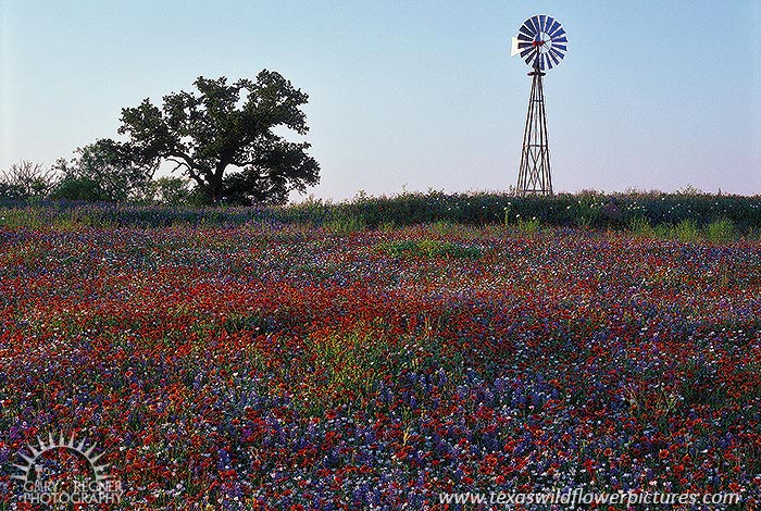 Wildflowers & Windmill