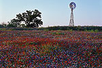 Windmill and Wildflowers - Texas Wildflowers by Gary Regner