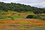 Painted Hills - Texas Wildflowers by Gary Regner