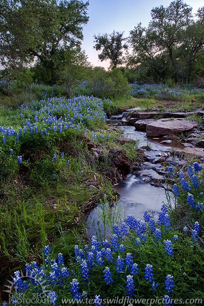 Bluebonnet Creek
