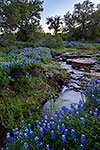 Bluebonnet Creek - Texas Wildflowers by Gary Regner