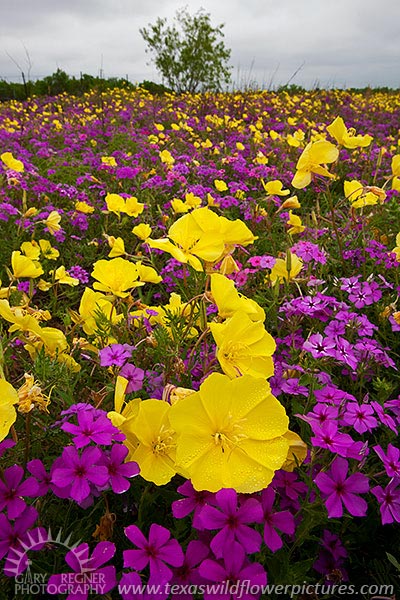 Complementary Colors
