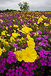 Complementary Colors - Texas Wildflowers by Gary Regner