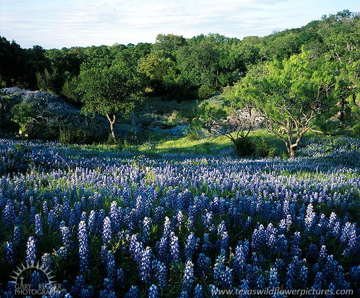 Bluebonnets and Creek - Bluebonnets by Gary Regner