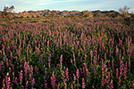 Joshua Tree Lupines - by Gary Regner