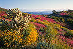 Desert Spectacle - by Gary Regner
