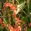 Texas wildflower - Flame Acanthus (Anisacanthus Wrightii)