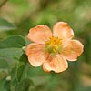 Texas wildflower - Indian Mallow (Abutilon incanum)