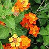 Texas wildflower - Texas Lantana (Lantana horrida)