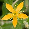 Texas wildflower - Stick-Leaf (Mentzelia oligosperma)