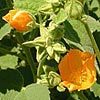 Texas wildflower - Velvet-Leaf Mallow (Wissadula holosericea)