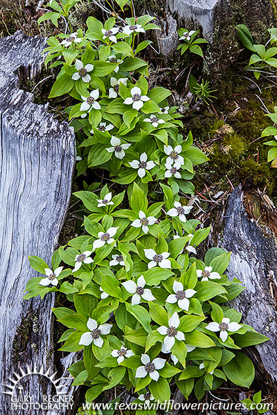 Bunchberries - Washington Wildflowers by Gary Regner