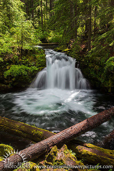 Whitehorse Falls, Revisited - Oregon Waterfall