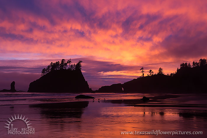 Sunset at Second Beach, Olympic National Park