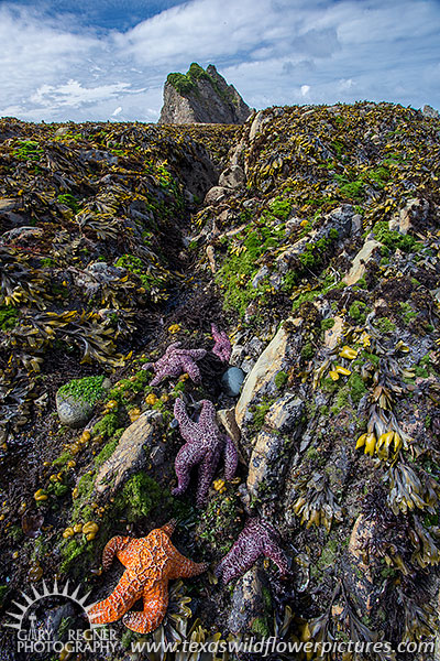 Sea Stars - Olympic Coast Washington