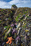 Sea Stars - Washington Coast, Olympic National Park Landscape by Gary Regner