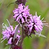 Texas wildflower - Blazing Star (Liatris squarrosa)