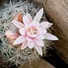 Texas wildflower - Cob Cactus (Escobaria tuberculosa)