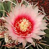 Texas wildflower - Horse Crippler Cactus (Echinocactus texensis)