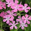 Texas wildflower - Pointed Phlox (Phlox cuspidata)