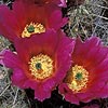 Texas wildflower - Strawberry Pitaya Cactus (Echinocereus enneacanthus)