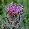 Texas wildflower - Yellow Thistle (Cirsium horridulum)