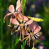 Texas wildflower - Limestone Gaura (Gaura calcicola)