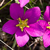 Texas wildflower - Rose Gentian (Sabatia campestris)