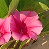 Texas wildflower - Goat-foot Morning Glory (Ipomoea pes-caprae)