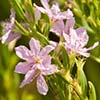 Texas wildflower - Lance-Leaf Loosestrife (Lythrum alatum var. lanceolatum)