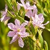 Texas wildflower - Lance-Leaf Loosestrife (Lythrum alatum var. lanceolatum)