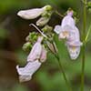 Texas wildflower - Loose-flowered Penstemon