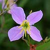 Texas wildflower - Meadow-Beauty (Rhexia mariana)