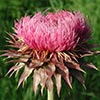 Texas wildflower - Nodding Thistle (Carduus nutans)